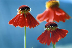 Helenium 'Moerhein Beauty'